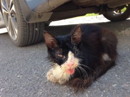 У нас тоже целая слезливая история.  Был-стал.