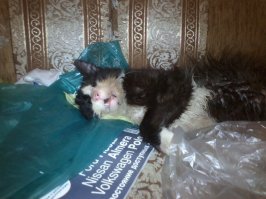 У нас тоже целая слезливая история.  Был-стал.