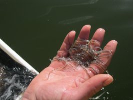 на одном фото не сомик, а маленькие угри (лат. Anguilla anguilla).
они в Красной Книге.