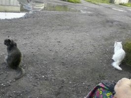 это он в возрасте 1 года и фото с сыном. когда я с мамой сижу на лавочке ,коты охраняют нас по всем правилам . как настоящие телохранители