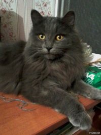 это он в возрасте 1 года и фото с сыном. когда я с мамой сижу на лавочке ,коты охраняют нас по всем правилам . как настоящие телохранители