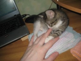 Жена возвращалась домой, а на лестнице у подъезда сидит маленькая (тогда ещё) премаленькая чумазая котейка. Что-то ёкнуло и принесла домой. Отмыли и накормили, второй месяц живёт, Ириской назвали