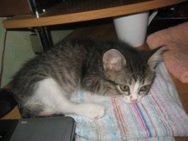 Жена возвращалась домой, а на лестнице у подъезда сидит маленькая (тогда ещё) премаленькая чумазая котейка. Что-то ёкнуло и принесла домой. Отмыли и накормили, второй месяц живёт, Ириской назвали