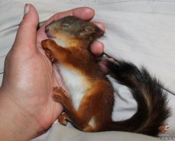 Белки - удивительное рядом