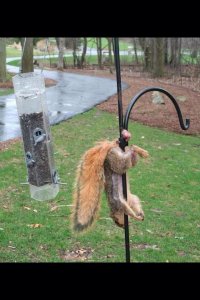 Белки - удивительное рядом