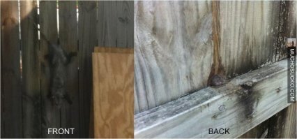 Белки - удивительное рядом