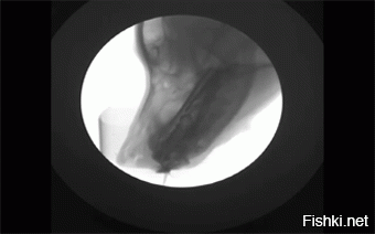 Механика. Как пьёт собака. Рентген