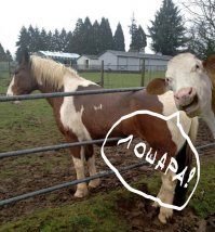 40 уморительных животных, влезших в кадр без спроса