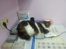 В ветеринарке щелкнул)) Только жопа и помещяется в лотке для бумаг))