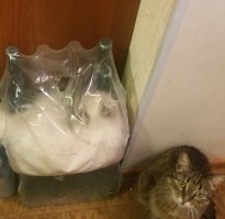 Это наши. Найди вторую кошку на фото.