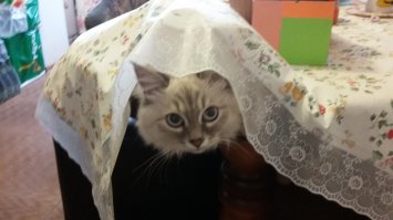 Одно время любили под скатертью прятаться. Приходишь на кухню а там стол бугорком))