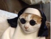 По-моему, этот кот пародирует Лепса.