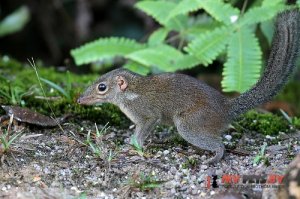 А вот вам не белка :)