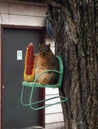 Белки - удивительное рядом