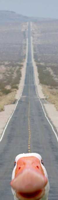 40 уморительных животных, влезших в кадр без спроса