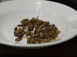 регулярно заказываю из тайланда сушённых сверчков и шелкопряда,я их обажаю,только ждать пока прийдут долго