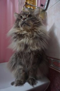 Да вот задрали все эти т.н. "сердитые кошки"!
То ли дело мой мохнатый, внимательно слушает, как я его отчитываю за кусок рыбы, стиснутый буквально за секунду со стола, когда я отвлеклась на Фишки...
Типа, ну а я то здесь при чем?