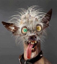 40 уморительных животных, влезших в кадр без спроса