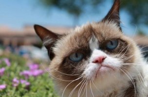 Знакомьтесь, самая сердитая кошка в мире – Шамо