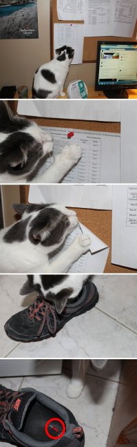 Весёлые комментарии, фото, картинки и прочее