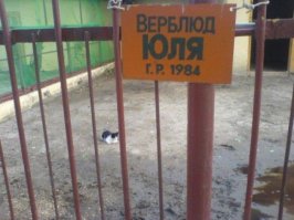 Весёлые комментарии, фото, картинки и прочее