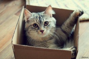 На весы поставить коробку, котейка туда сам залезет ;)