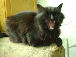 Серого на "Фишках" когда-то нашёл, чёрный - "Ниндзя", кладбищенский кот, фото 2009-го года... Нет его уже, ему тогда уже лет 12-13 было...