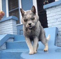 Серого на "Фишках" когда-то нашёл, чёрный - "Ниндзя", кладбищенский кот, фото 2009-го года... Нет его уже, ему тогда уже лет 12-13 было...