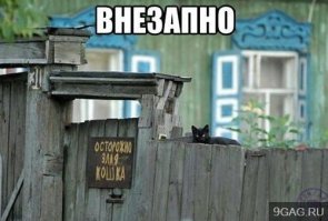 Знакомьтесь, самая сердитая кошка в мире – Шамо