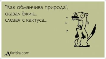 18 интересных фактов о ежах