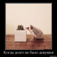 18 интересных фактов о ежах