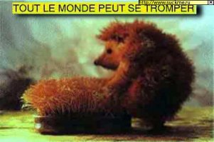 18 интересных фактов о ежах