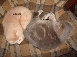 16,5 кило счастья