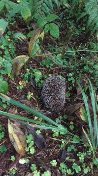 Вчера ходил вечерком за грибами недалеко от МСК в 25 км по Ярославскому направлению и встретил вот такого вот красавца))как увидел меня зафырчал и сложился в комочек)
