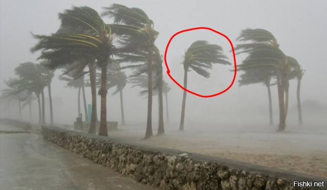 Что не так с этой пальмой???