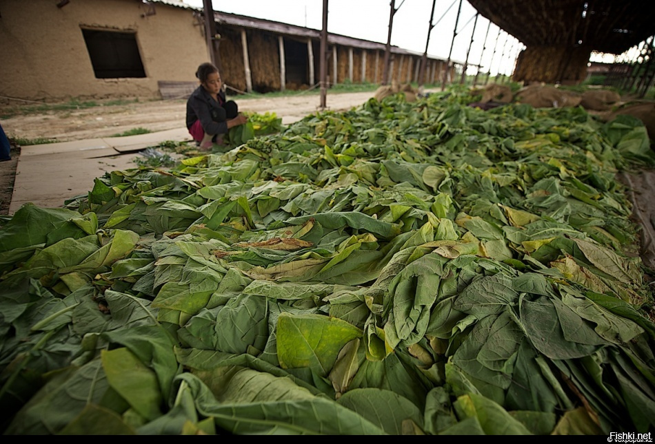 Как асматик я вам честно говорю :
Готов спонсировать создание табачных плантаций в зоне чс ЧАЭС. И помощь бедствующей экономике хохляндии, и минздрав же предупреждал ...