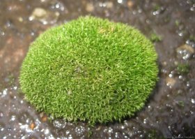 а так выглядит при простое между ногами