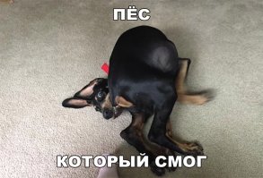 Смешные картинки с надписями