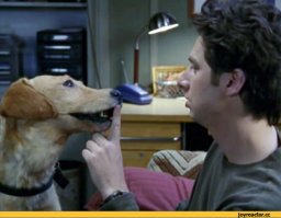 Хозяин очень любил своего пса и после его смерти сделал такое, что соседи просто ахнули!