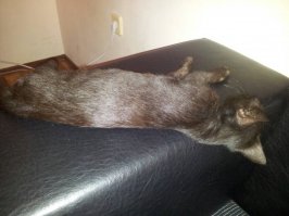 А я вот такого нашел на море 2 недели назад забрал себе.