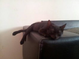 А я вот такого нашел на море 2 недели назад забрал себе.