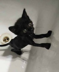 Вчера подобранная котейка Лапа