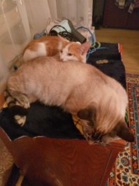 5 кошек и 2 собаки! Оговорюсь сразу, у нас свой дом и двор.
