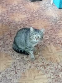 5 кошек и 2 собаки! Оговорюсь сразу, у нас свой дом и двор.