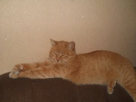 5 кошек и 2 собаки! Оговорюсь сразу, у нас свой дом и двор.