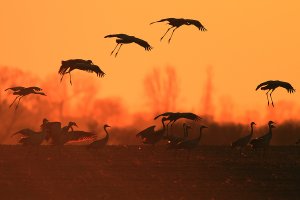 Высоко под небом синим клин несётся журавлиный