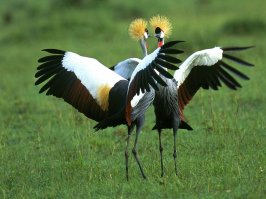 Высоко под небом синим клин несётся журавлиный