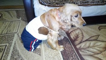 Чтобы собака не доставляла хлопот, надо правильно воспитать и привить любовь к спорту.