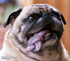 Смешные картинки с надписями