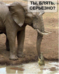 Жестокое нападение крокодила на аиста 